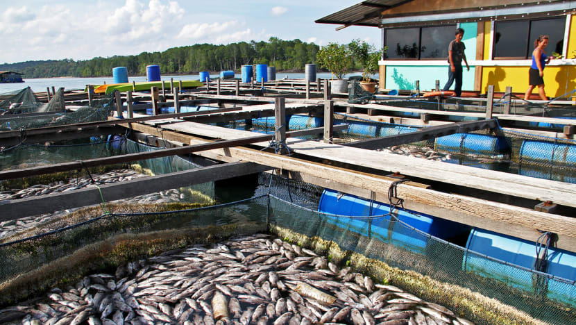 Modernise fish farming methods to cut losses: Maliki