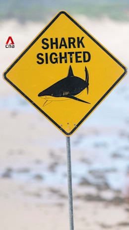 New South Wales beaches closed after 4 shark attacks in 48 hours