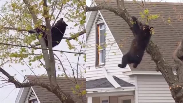 顽皮小熊爬树却受困 被注射镇定剂顺利获救 