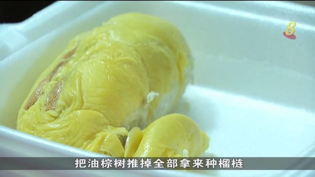 马来西亚榴梿园大丰收 本地榴梿业者卖四年来最低价