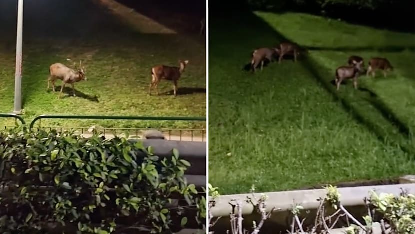 #trending: Herd of sambar deer sighted along BKE; netizens glad to see nature ‘flourishing’ in S’pore