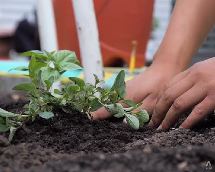 New York pushes plant-based diets across public institutions in bid to cut carbon emissions