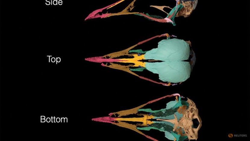 'One-of-a-kind' skull fossil from Brazil reveals bird brain evolution 'One-of-a-kind' skull fossil from Brazil reveals bird brain evolution