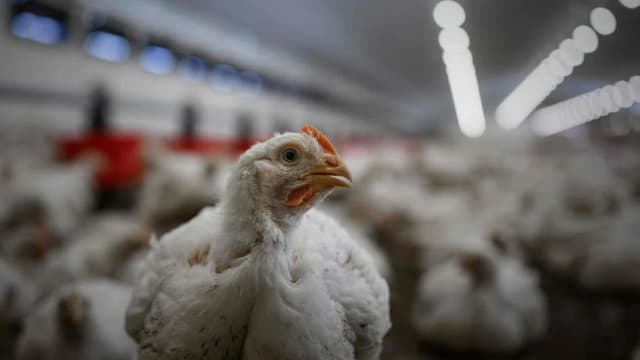 西班牙农业部下令封锁所有家禽农场 以防范禽流感来袭