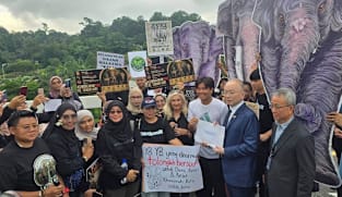 Malaysia’s anti-graft agency launches probe into elephants’ transfer to Japan zoo