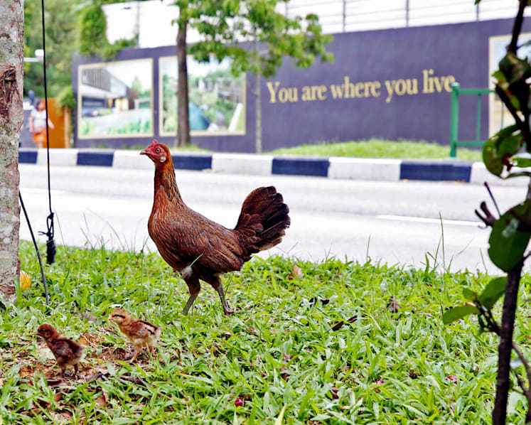Vaccination of chickens alone ‘not enough to manage bird flu risk’