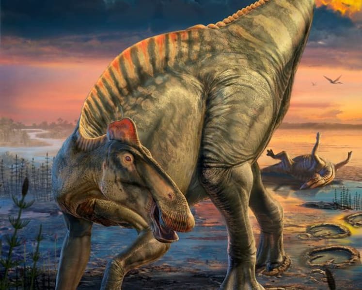 Wyoming dinosaur 'mummies' reveal a surprise: hoofed feet