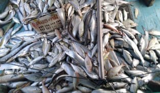 As movement curbs persist, Malaysian fishermen and farmers grapple with lower demand and logistics issues