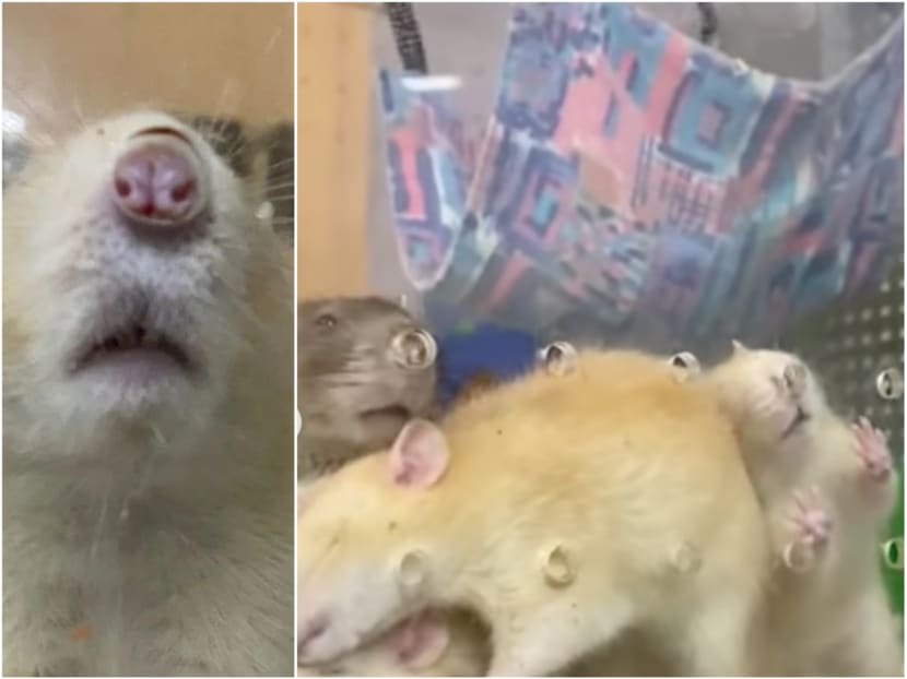Screenshots from a video put up by Hamster Society Singapore of rats sniffing at ventilation holes in an enclosure and exhibit at Singapore Zoo. Screenshots from a video put up by Hamster Society Singapore of rats sniffing at ventilation holes in an enclosure and exhibit at Singapore Zoo.
