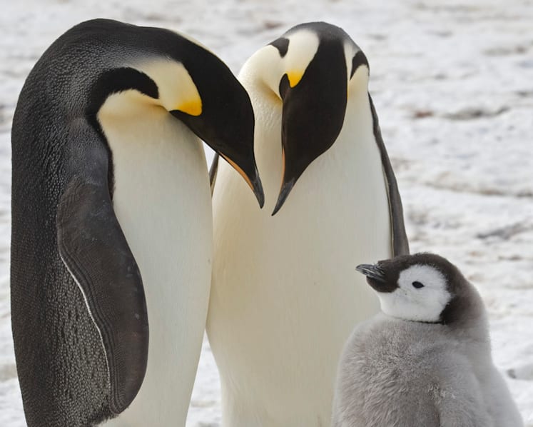 Scientists spot previously unknown colonies of emperor penguins in Antarctica