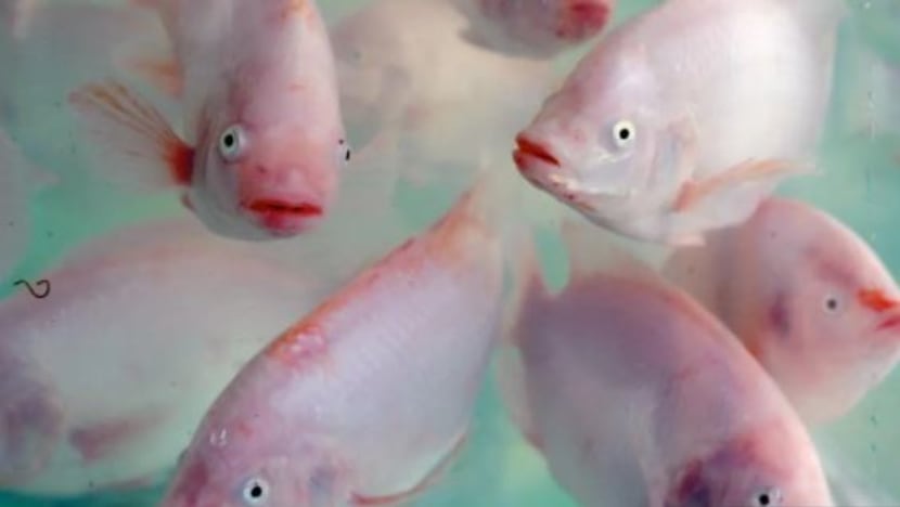 Jabatan Perikanan Pahang lancar inisiatif promosi ikan air tawar Jabatan Perikanan Pahang lancar inisiatif promosi ikan air tawar