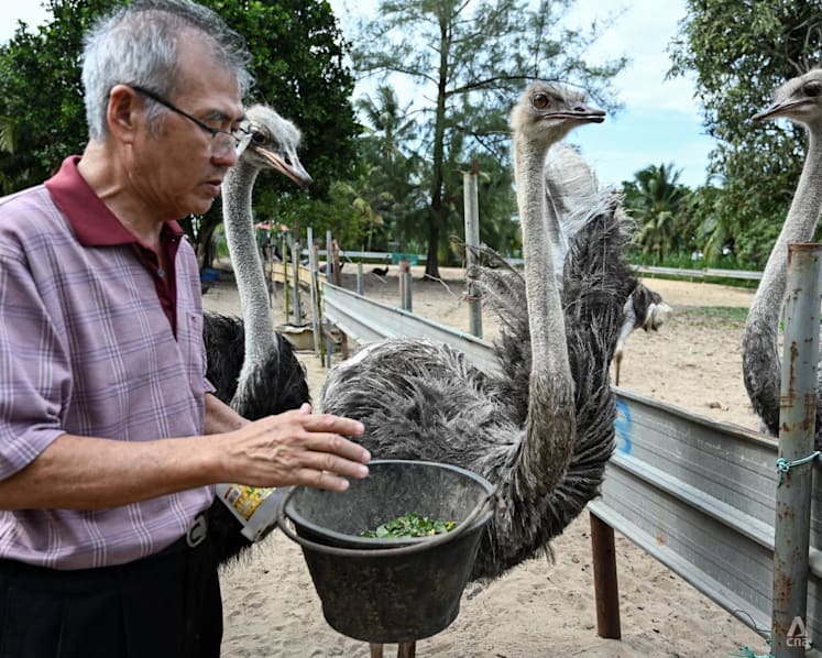 Jatuh bangun eks pilot tempur Singapura pertahankan peternakan burung unta miliknya
