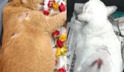 34வது மாடியிலிருந்து பூனையை வீசிய இளையர் - 31 மாதங்கள் சிறை