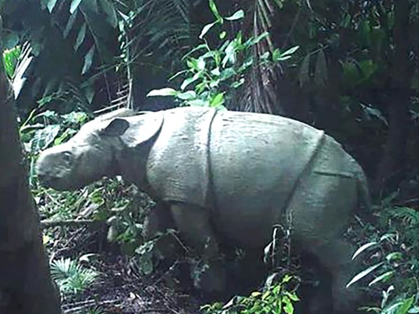 One of two rare Javan rhino calves that were caught on video in the Ujung Kulon National Park, raising hopes for the longer-term survival of the endangered species. One of two rare Javan rhino calves that were caught on video in the Ujung Kulon National Park, raising hopes for the longer-term survival of the endangered species.