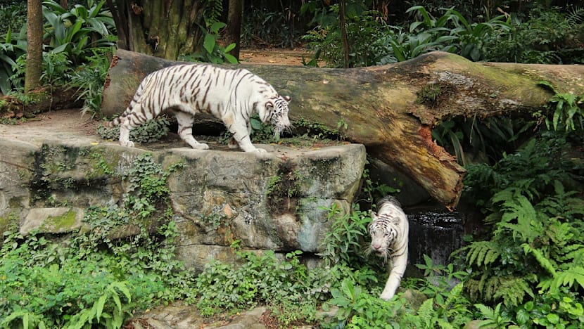 More felines added to Singapore Zoo