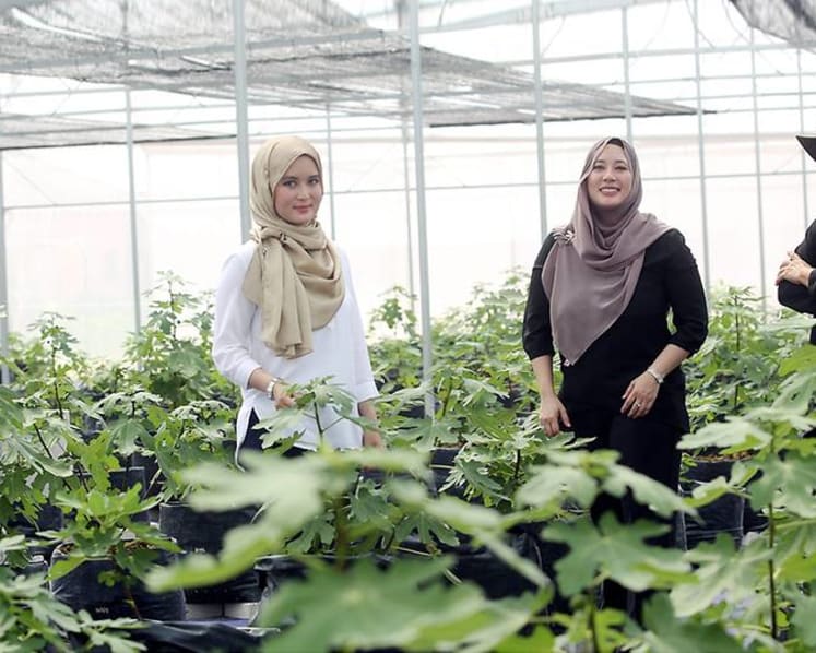 Meet the family of architects growing figs in the Selangor suburbs