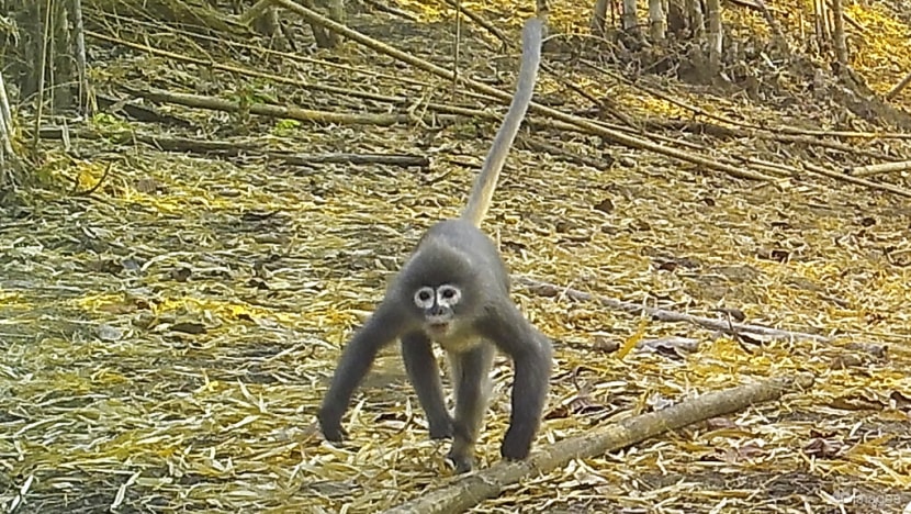 Mekong region sees 224 new species despite 'intense threat': WWF report Mekong region sees 224 new species despite 'intense threat': WWF report