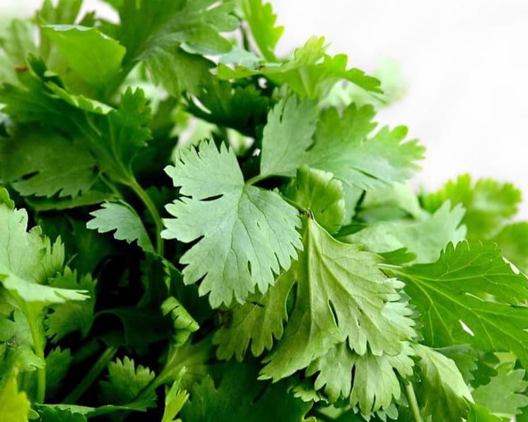 Man fined for importing more than 450kg of coriander without proper permit