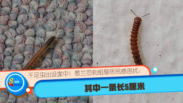 千足虫出没家中！惹兰勿刹组屋居民感困扰：其中一条长5厘米