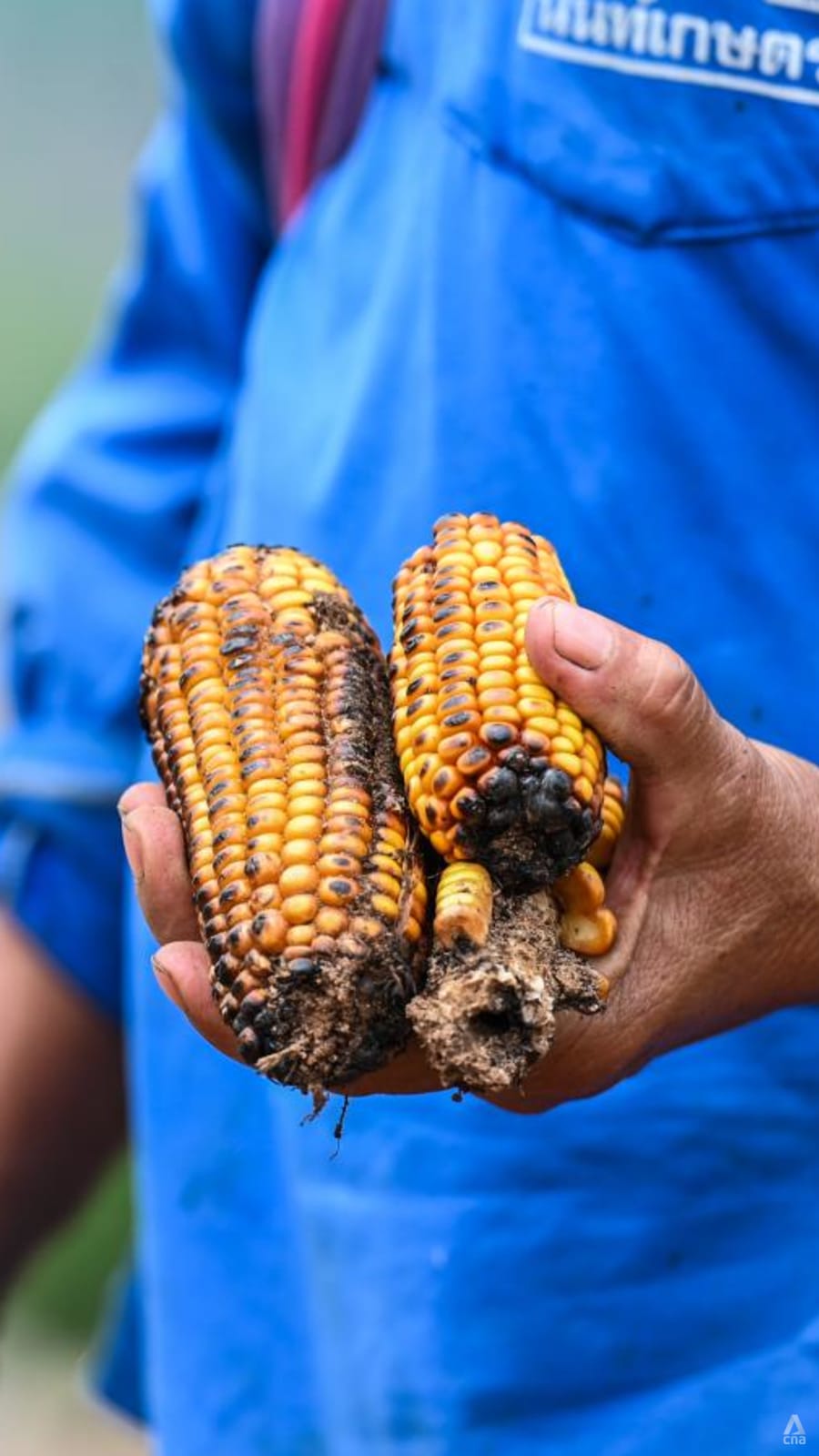 Insatiable global meat appetite leaves Thai farmland scarred