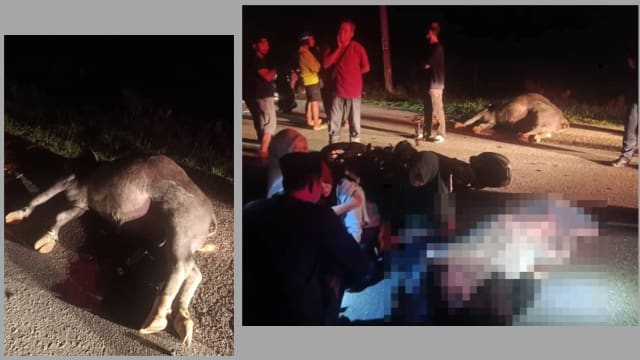 越堤族骑摩托车意外撞水牛 命丧公路