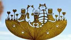 Related article image