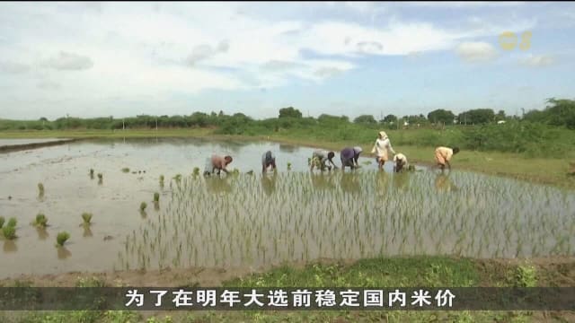 印度上月白米出口限制 导致全球粮食供应稳定性再受打击