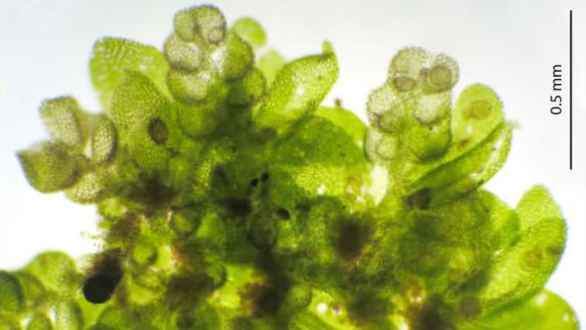 Orchid that was presumed extinct, new liverwort species among plant discoveries recorded in 2021