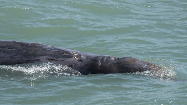 负伤鲸鱼搁浅香港水域被证实已死亡