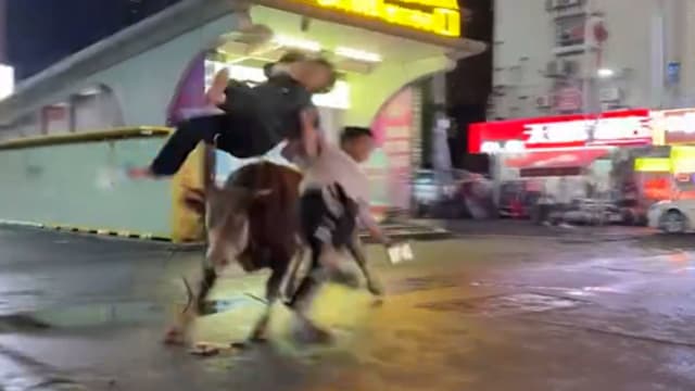 长沙街头惊现失控黄牛 连撞三人后遭击毙