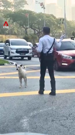 Loyal 'traffic dog' in KL rescued, to be put up for adoption