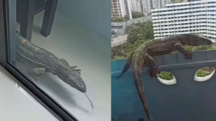 Non-native monitor lizard found in Singapore flat casts spotlight on illegal exotic pet trade Non-native monitor lizard found in Singapore flat casts spotlight on illegal exotic pet trade