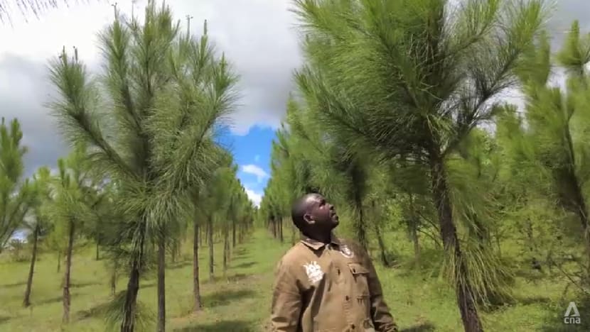 Uganda seeks to rebuild forests as country's refugee settlements impact environment Uganda seeks to rebuild forests as country's refugee settlements impact environment