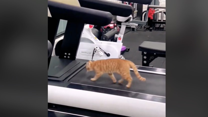 உடற்பயிற்சிக் கூடத்தில் பூனை மெதுவோட்டம்