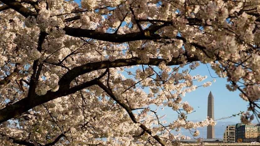 Commentary: Cherry blossoms are proof of a planet going awry