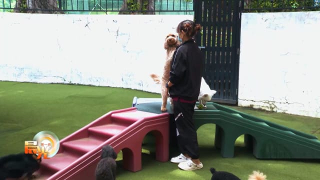 晨光|晨光聚焦：将宠物纳入遗嘱 主人离世后延续爱意