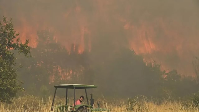 西班牙南部发生森林大火 造成11人死亡