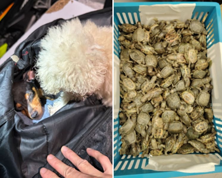 Puppies and exotic birds among animals seized in 28 smuggling cases in 2025 
