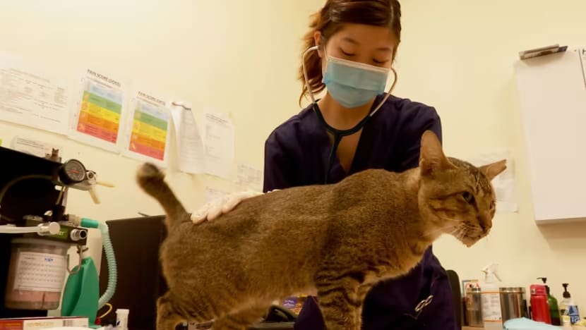 SG lulus rang undang-undang tubuhkan Majlis Veterinar