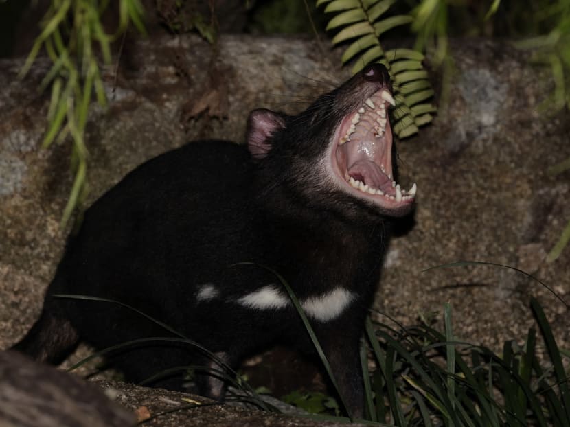 You can now say hello to 4 Tasmanian Devils at your next Singapore Night Safari visit You can now say hello to 4 Tasmanian Devils at your next Singapore Night Safari visit