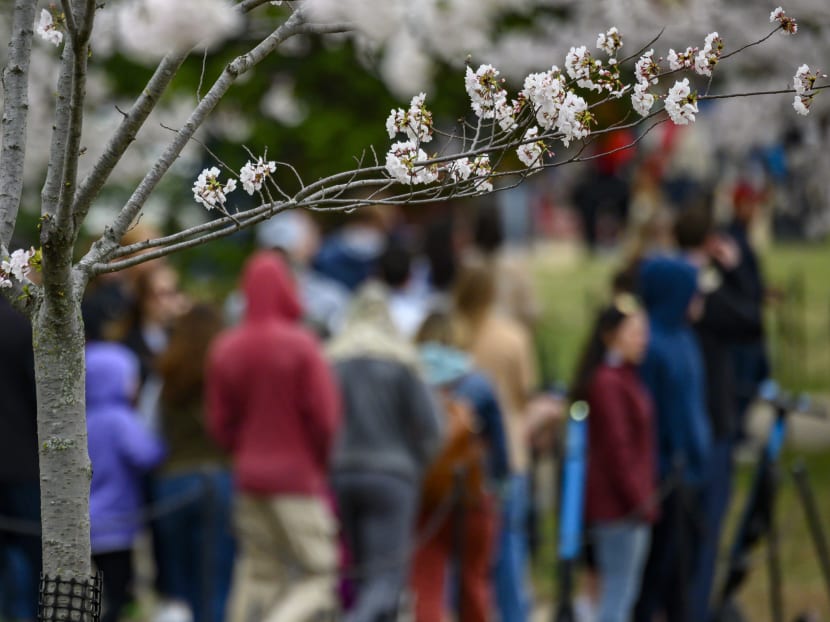 Washingtonians and tourists walk around the tidal basin to see this years Cherry Blossom's despite the outbreak of Covid-19, and the social distancing recommendations by the authorities on March 21, 2020 in Washington, DC.