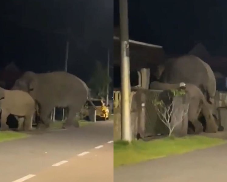 Elephants enter housing area in Malaysia, sparking panic among residents