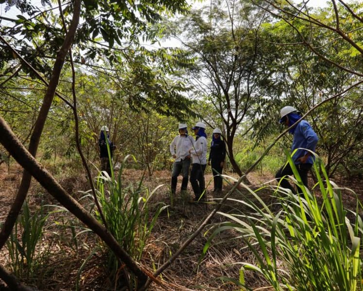 Exclusive-Google deal makes Amazon reforestation its top source of carbon removal credits