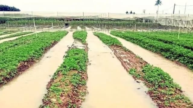 东北季风带来更多潮湿天气 马国部分蔬菜价格上涨三到四成