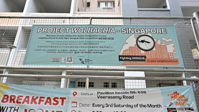 Commentary: 10 years and millions of mosquitoes later, Project Wolbachia did more than fight dengue