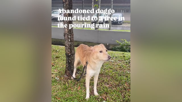 宠物狗疑被遗弃拴树下 公园局已介入调查