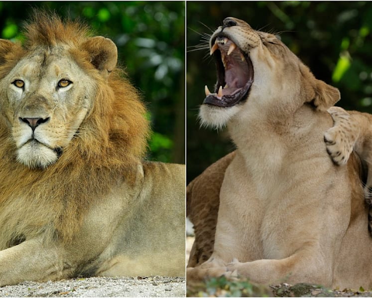African lion at Singapore Zoo is 5th lion to test positive for Covid-19, other lions to be tested