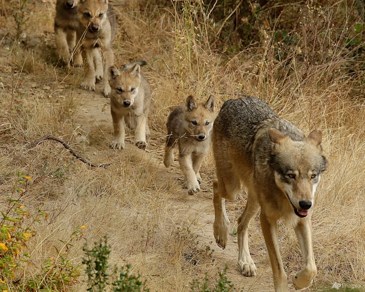 Researchers have identified a new pack of endangered grey wolves in California
