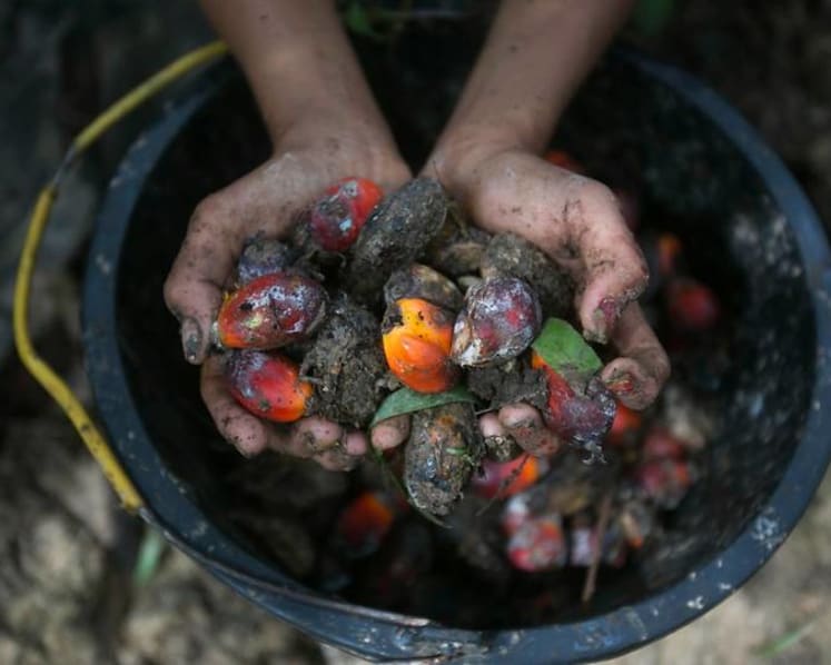 Commentary: Malaysia has one competitive edge left if it wants to capitalise on global palm oil shortage