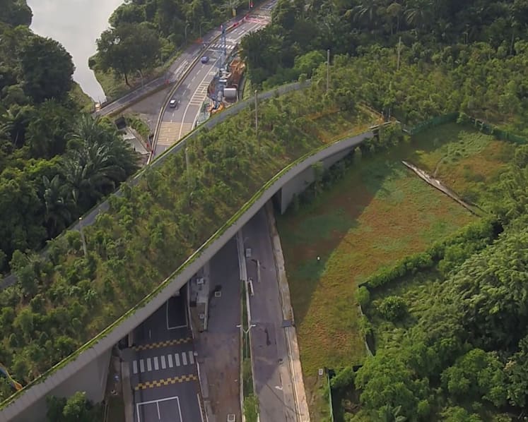 Mandai wildlife bridge: Rare sambar deer among nearly 70 species spotted using crossing